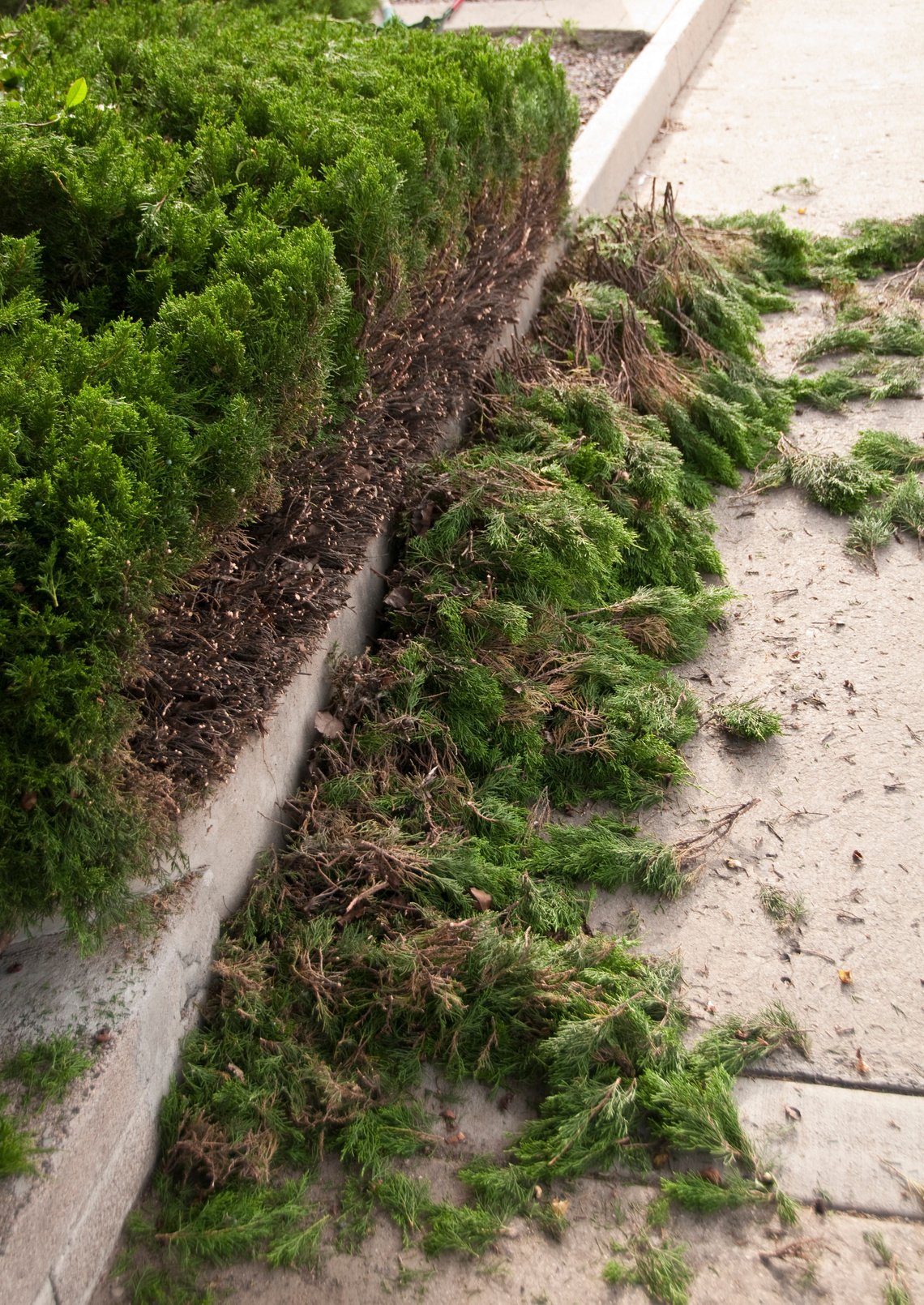 Hedge Trimming