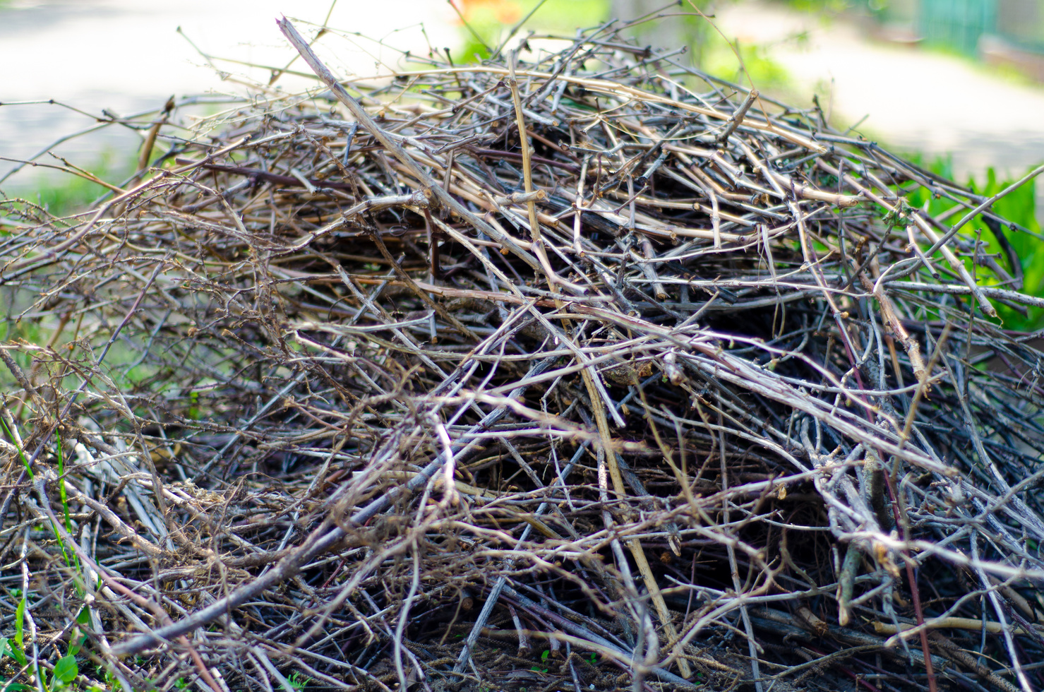 A pile of dry branches